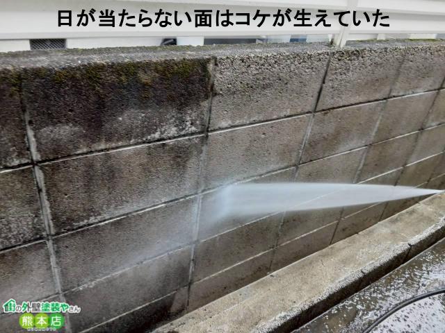 日が当たらない面はコケが生えていた