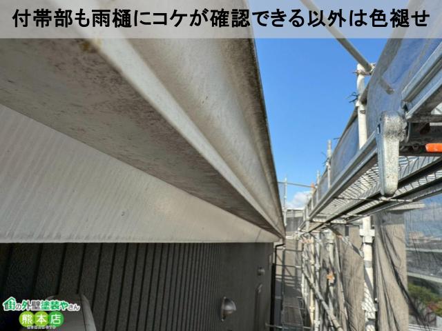 付帯部も雨樋にコケが確認できる以外は色褪せ