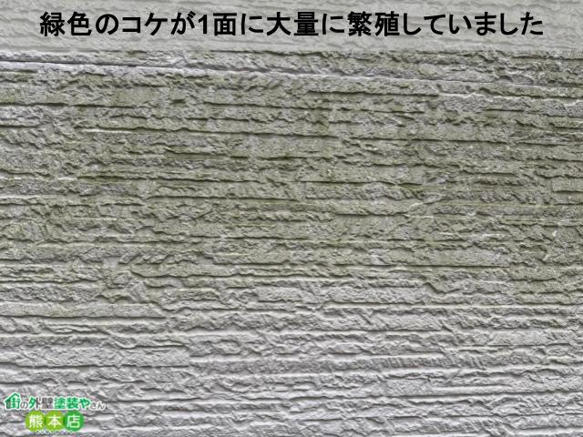 緑色のコケが1面に大量に繁殖していました