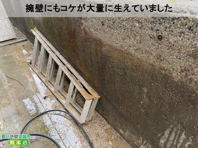擁壁にもコケが大量に生えていました