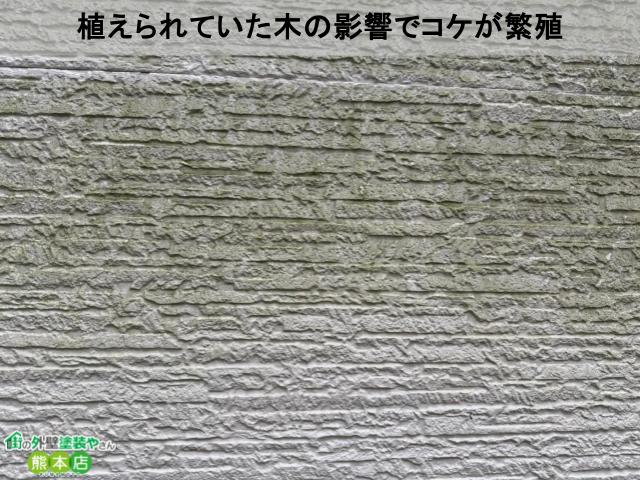 植えられていた木の影響でコケが繁殖
