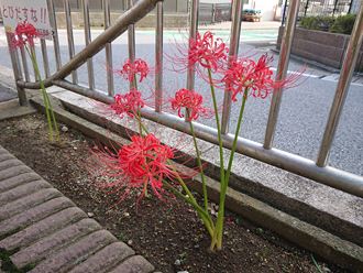 葛飾区で外壁も遮熱塗料サーモアイウオールにて塗装中