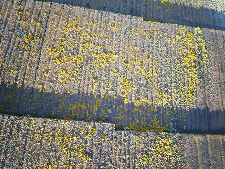 東京都中央区月島でスレート屋根の塗膜の傷みは苔の最適な繁殖地だと分かる事例