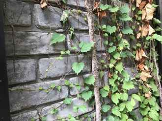 北区田端で蔦で覆われたお家の外壁塗装のご相談、建物調査にお伺い致しました