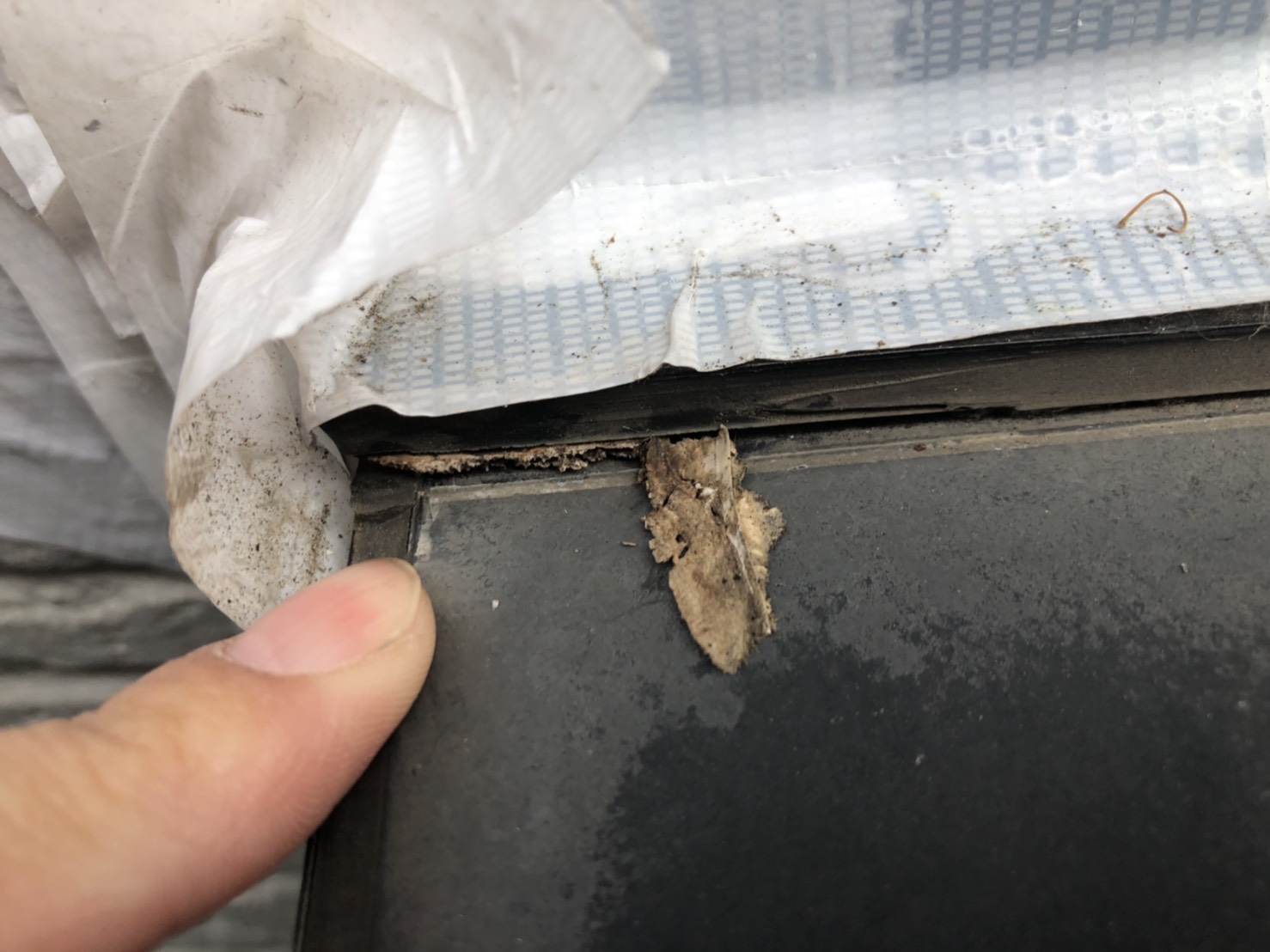 世田谷区下馬で外壁からの雨漏りを調査、腐朽菌の発生を確認しました