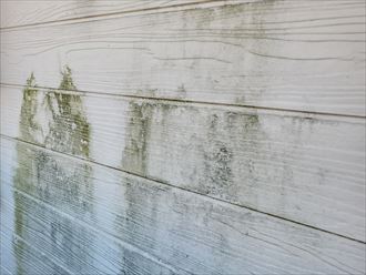 千葉市若葉区にて塗膜が剥がれて苔やひび割れが発生しているアパートのサイディング外壁調査、外壁塗装工事をご提案